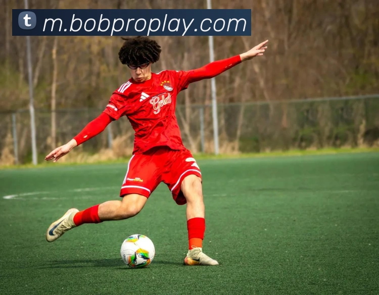 BOB体育平台生态图